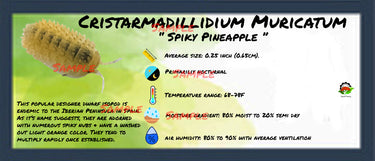 Armadillidium Cristarmadillidium Spiky Pineapple Orange Isopod Bin Label